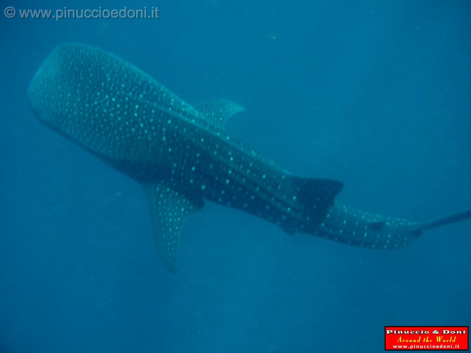 Djibouti - Pinuccio e Doni in immersione con Squalo Balena - 01.jpg